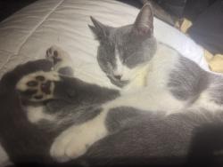 Lost Female Cat last seen Near Silver star road / before Good s Road, Orlando, FL 32818