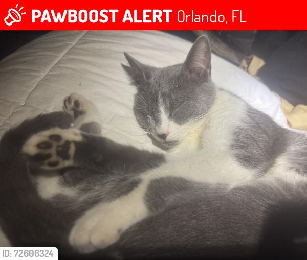 Lost Female Cat last seen Near Silver star road / before Good s Road, Orlando, FL 32818