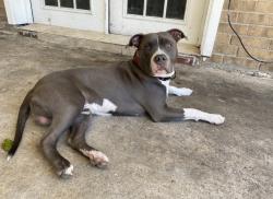 Lost Male Dog last seen Hooper Rd, Foster Rd, Blackwater , Baton Rouge, LA 70811