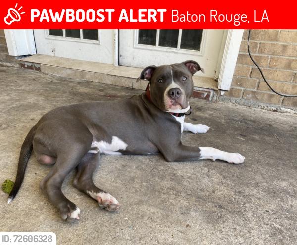 Lost Male Dog last seen Hooper Rd, Foster Rd, Blackwater , Baton Rouge, LA 70811