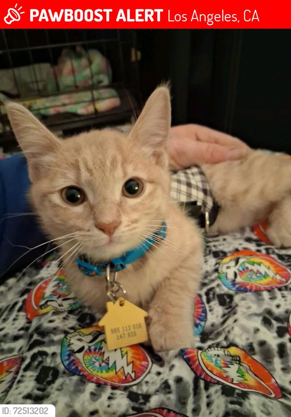 Lost Female Cat last seen Franklin ave. & Sycamore (near Highland Gardens hotel and the Magic Castle), Los Angeles, CA 90028
