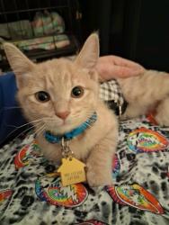 Lost Female Cat last seen Franklin ave. & Sycamore (near Highland Gardens hotel and the Magic Castle), Los Angeles, CA 90028