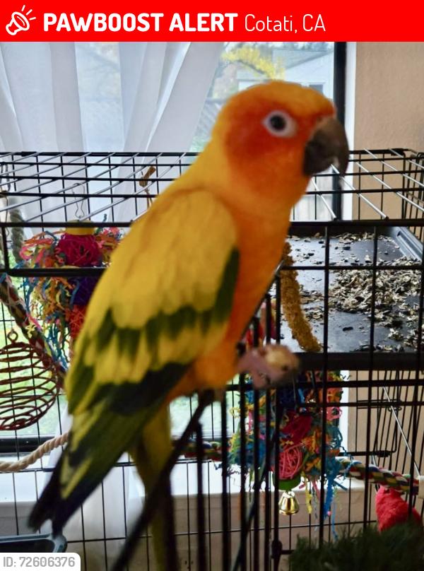 Lost Male Bird last seen Robin Ave  and Wren in Cotati CA, Cotati, CA 94931