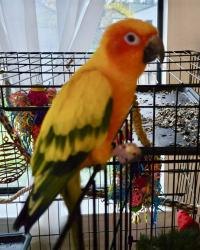 Lost Male Bird last seen Robin Ave  and Wren in Cotati CA, Cotati, CA 94931