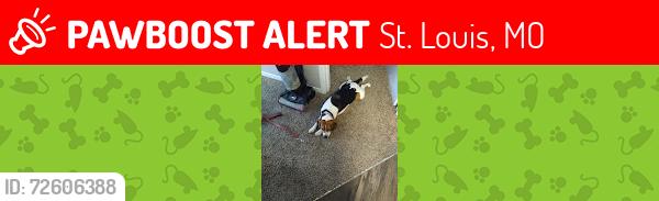 Lost Male Dog last seen Itaska and Alaska, St. Louis, MO 63116