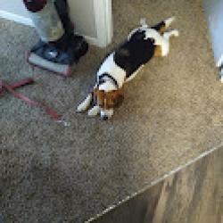 Lost Male Dog last seen Itaska and Alaska, St. Louis, MO 63116