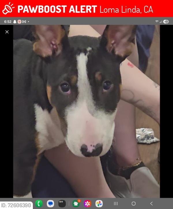 Lost Male Dog last seen Mission and mountain view, Loma Linda, CA 92354