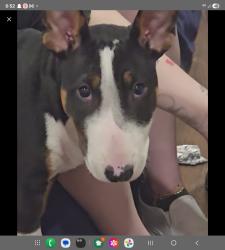 Lost Male Dog last seen Mission and mountain view, Loma Linda, CA 92354