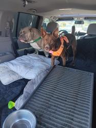 Lost Male Dog last seen Walmart going toward the Boronda area, Salinas, CA 93907