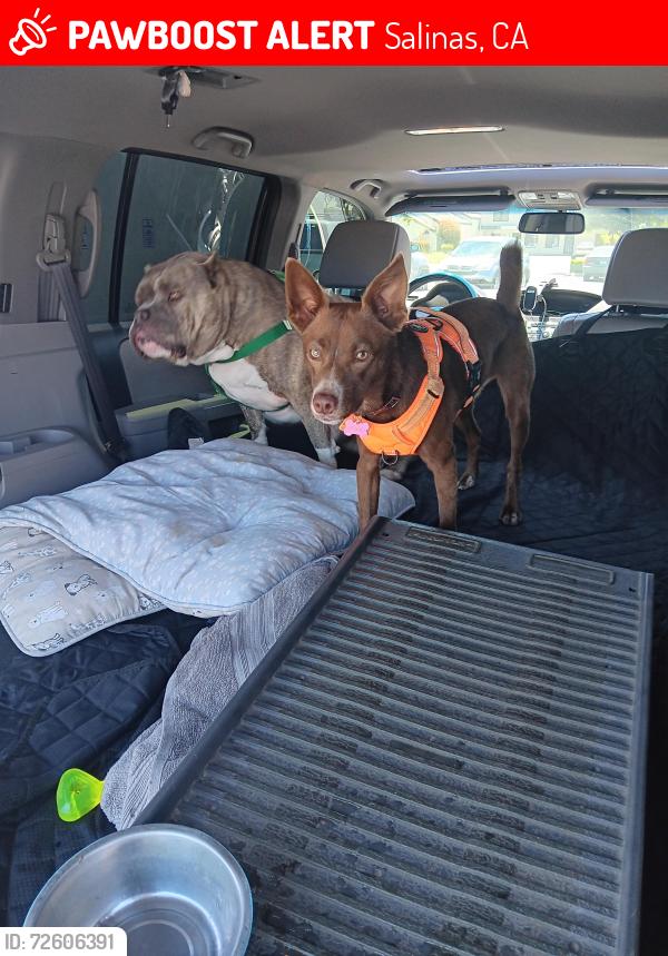 Lost Male Dog last seen Walmart going toward the Boronda area, Salinas, CA 93907