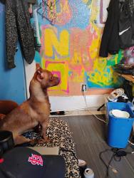 Lost Female Dog last seen Petsmart pinole, Pinole, CA 94564