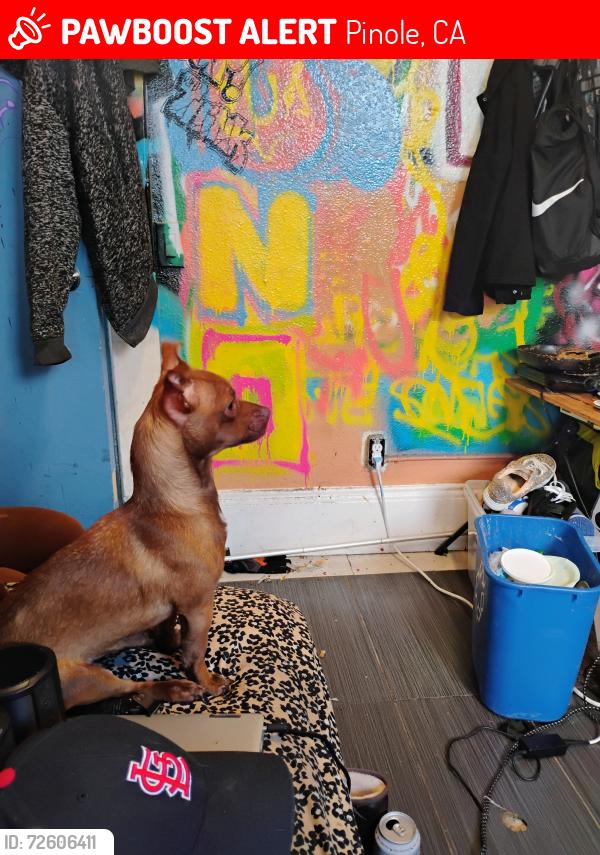 Lost Female Dog last seen Petsmart pinole, Pinole, CA 94564