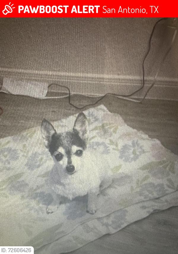 Lost Female Dog last seen Five Palms not far from great school, San Antonio, TX 78242