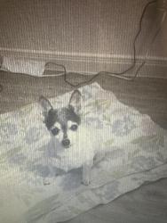 Lost Female Dog last seen Five Palms not far from great school, San Antonio, TX 78242