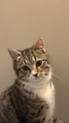 Lost Female Cat last seen  then didn't come back night after, Deep Gap, NC 28618