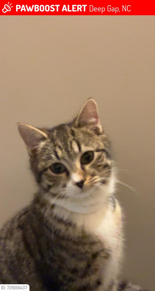 Lost Female Cat last seen  then didn't come back night after, Deep Gap, NC 28618
