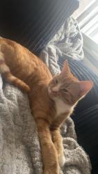 Lost Male Cat last seen Five lands vets , Kitt's Green, England 
