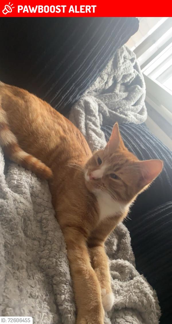 Lost Male Cat last seen Five lands vets , Kitt's Green, England 