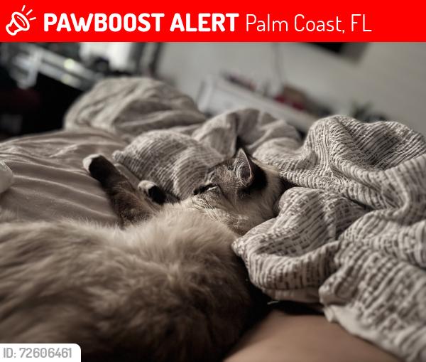 Lost Male Cat last seen Rae and ranch , Palm Coast, FL 32164