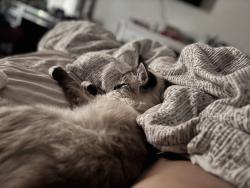 Lost Male Cat last seen Rae and ranch , Palm Coast, FL 32164
