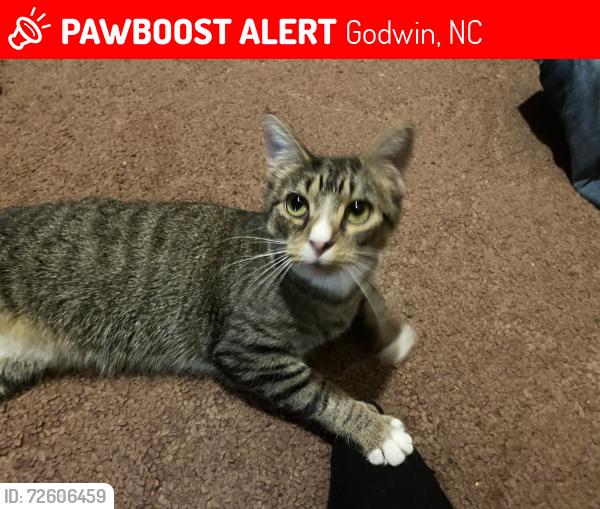 Lost Female Cat last seen Smithfield Rd, Godwin, NC 28344