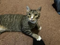 Lost Female Cat last seen Smithfield Rd, Godwin, NC 28344