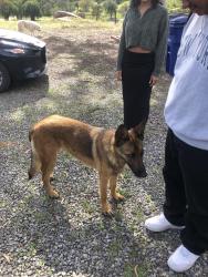 Found/Stray Unknown Dog last seen N Twin Oaks Valley Road, San Marcos, CA 92069