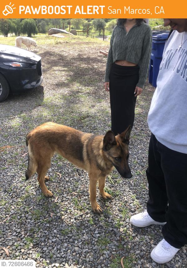 Found/Stray Unknown Dog last seen N Twin Oaks Valley Road, San Marcos, CA 92069