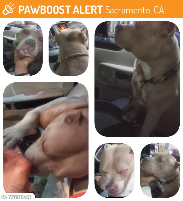 Found/Stray Female Dog last seen Firehouse #14 (Ahern St / B St.), Sacramento, CA 95811