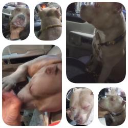 Found/Stray Female Dog last seen Firehouse #14 (Ahern St / B St.), Sacramento, CA 95811