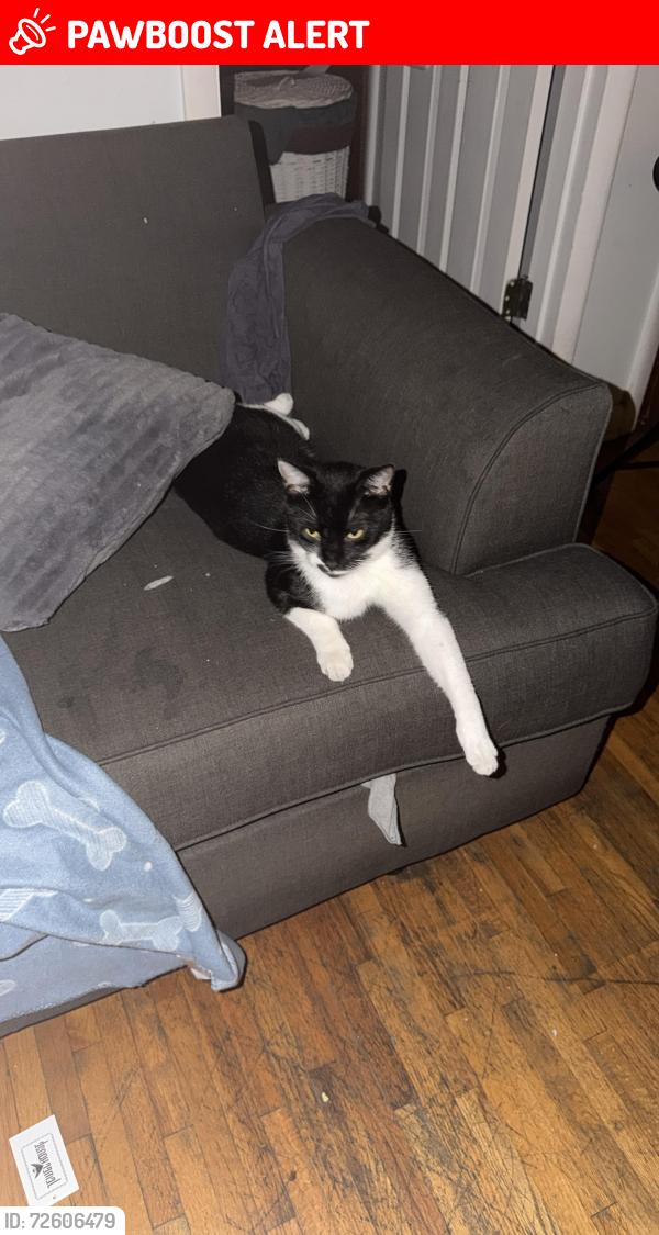 Lost Male Cat last seen By aventura learning center, Krudo, Pho me yo go, North Miami Beach, FL 33160