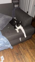 Lost Male Cat last seen By aventura learning center, Krudo, Pho me yo go, North Miami Beach, FL 33160