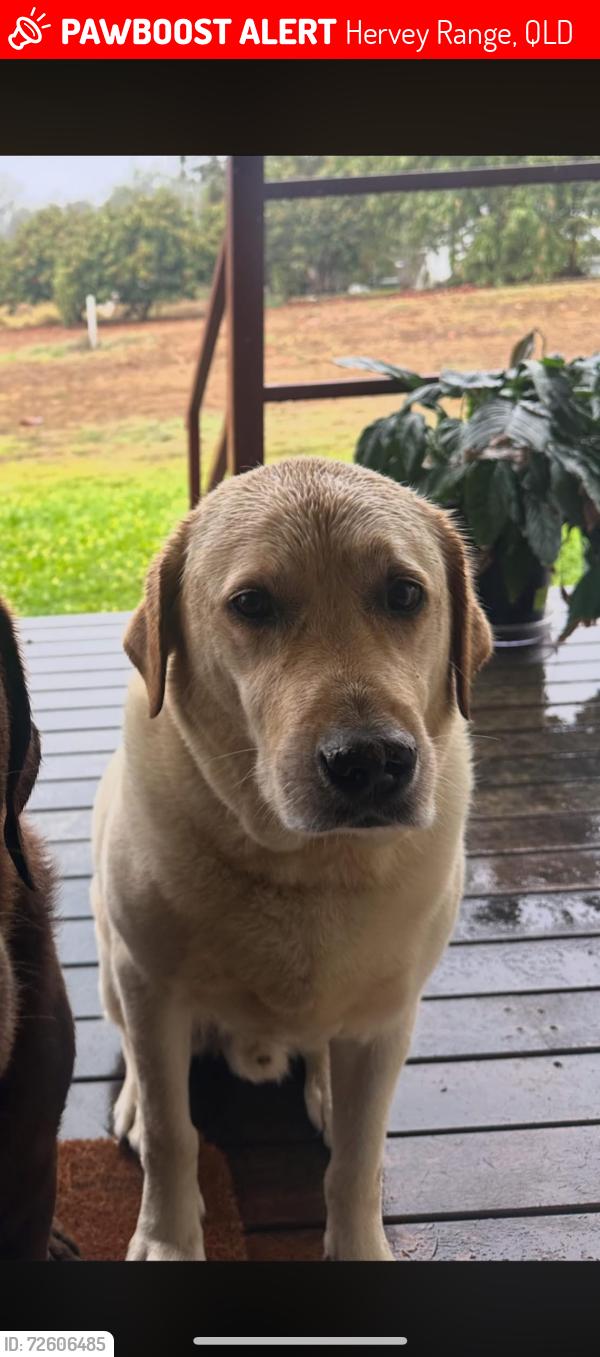 Lost Male Dog last seen Hervey range, Hervey Range, QLD 4817