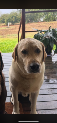 Lost Male Dog last seen Hervey range, Hervey Range, QLD 4817