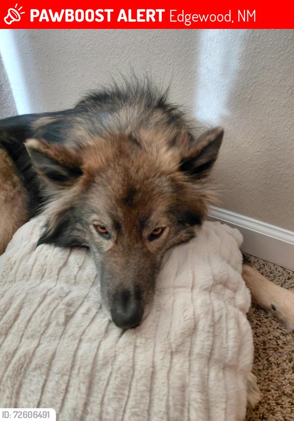 Lost Male Dog last seen Cotton wood rd, Edgewood, NM 87015