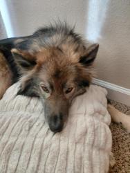 Lost Male Dog last seen Cotton wood rd, Edgewood, NM 87015
