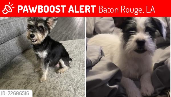 Lost Unknown Dog last seen Siegen lane and perkins rd, Baton Rouge, LA 70810
