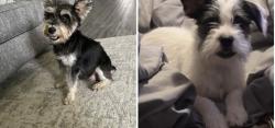 Lost Unknown Dog last seen Siegen lane and perkins rd, Baton Rouge, LA 70810