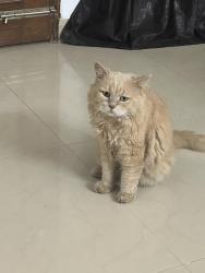Lost Male Cat last seen Sector 40, Gurugram, HR 122003