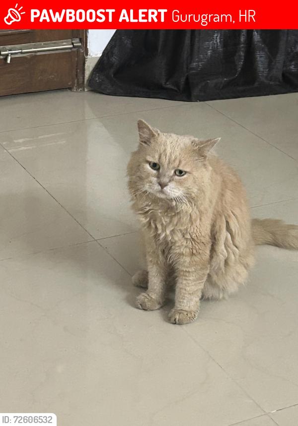 Lost Male Cat last seen Sector 40, Gurugram, HR 122003