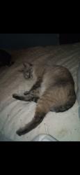 Lost Female Cat last seen Four seasons trailer park , Blaine, MN 55434