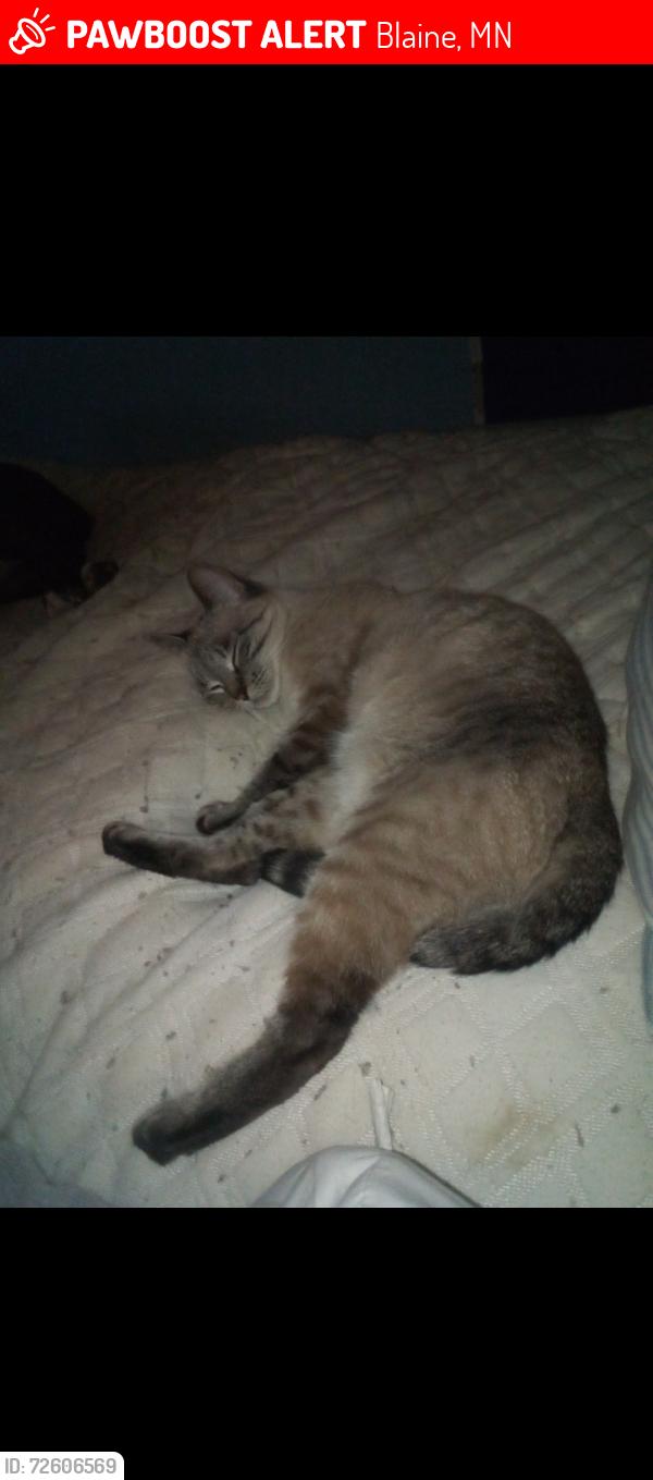 Lost Female Cat last seen Four seasons trailer park , Blaine, MN 55434