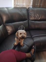 Lost Male Dog last seen Near teresa st , Columbus, GA 31907
