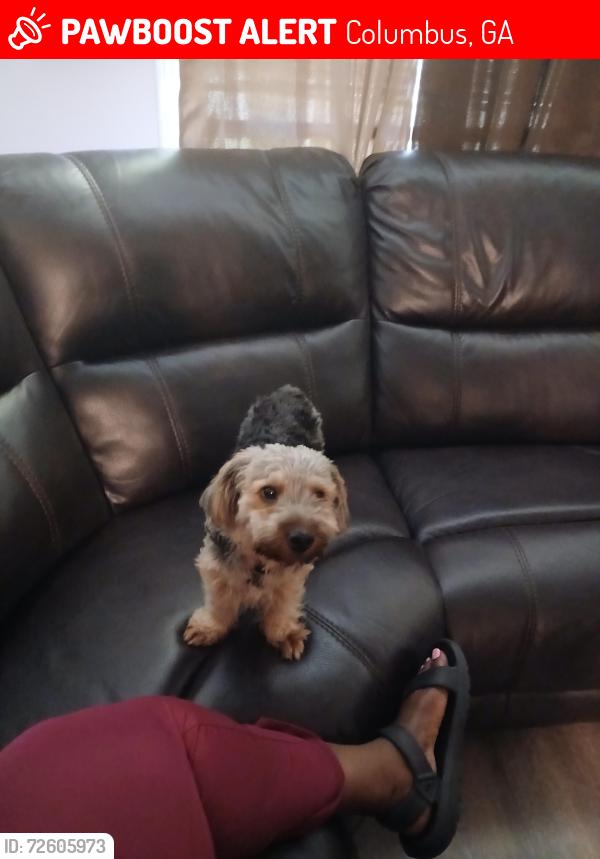 Lost Male Dog last seen Near teresa st, Columbus, GA 31907