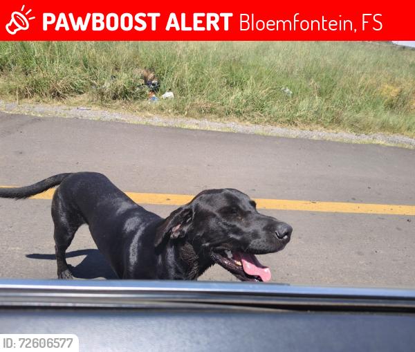 Lost Male Dog last seen Op-U-Oewer Camp Grounds, Glen, Bloemfontein - near Modder Rivier, Bloemfontein, FS 