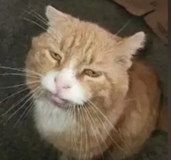 Lost Male Cat last seen Middle of Town, Valley, NE 68064