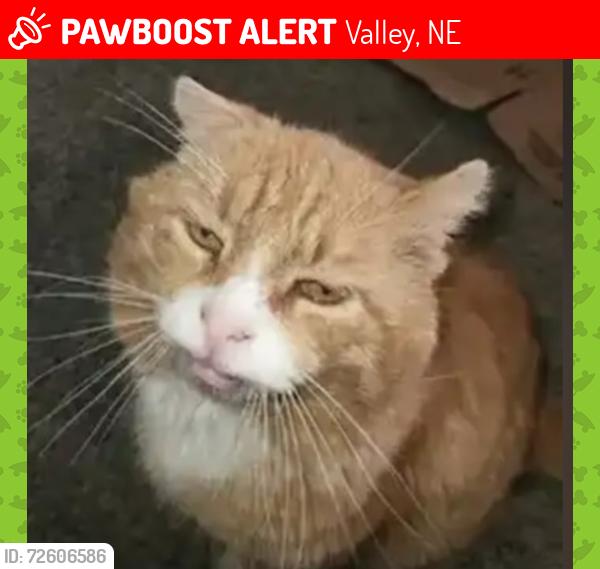 Lost Male Cat last seen Middle of Town, Valley, NE 68064