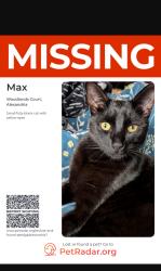 Lost Male Cat last seen Tullichewan Alexandria g83, West Dunbartonshire Council, Scotland G83 0SN