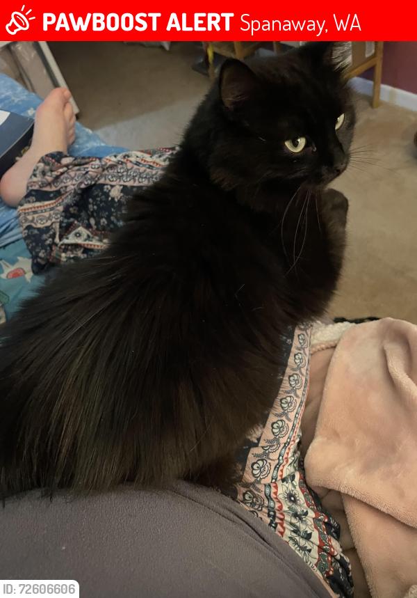 Lost Female Cat last seen Behind Walmart supercenter, Spanaway, WA 98387