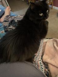 Lost Female Cat last seen Behind Walmart supercenter, Spanaway, WA 98387